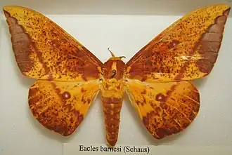 Eacles barnesi