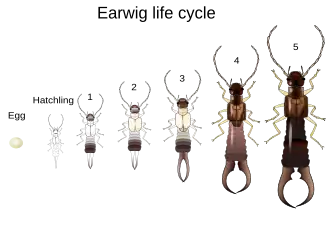 Жизненный цикл уховёрток