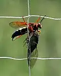 Sphecius speciosus с добычей