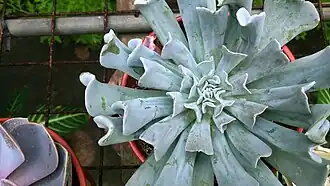 Echeveria runyonii