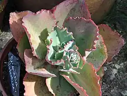 Echeveria 'Valentine'