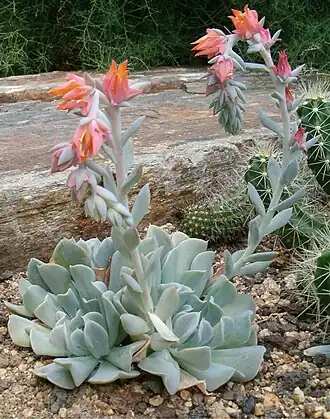 Общий вид цветущего растения эхеверии Раньона (Echeveria runyonii)