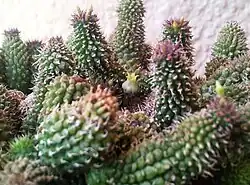 Echidnopsis urceolata