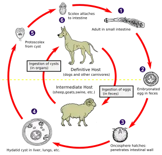 Жизненный цикл однокамерного эхинококка