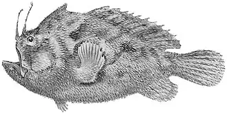 Echinophryne mitchellii