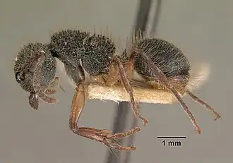 Echinopla tritschleri