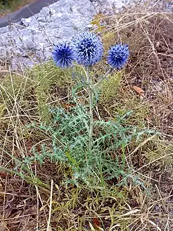 Мордовник обыкновенный (лат. Echinops ritro) — травянистое растение семейства Астровые.