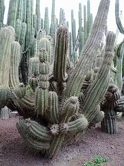 Leucostele terscheckii