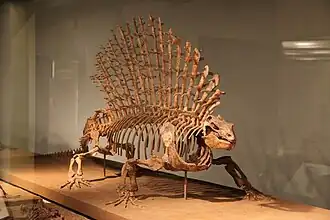 Скелет Edaphosaurus pogonias в Филдовском музее естественной истории