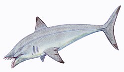 Edestus protopirata — из среднего карбона Московской синеклизы. Гипотетическая реконструкция