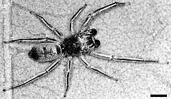 Tutelina sp.