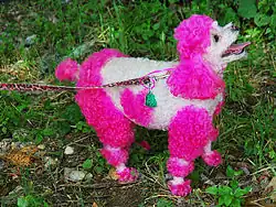 Пудель в креативной причёске