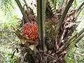 Плоды Elaeis guineensis за 2 недели до созревания.