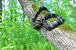 Полоз Шренка на юге Амурской области