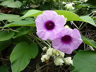 Аргирея жилистая