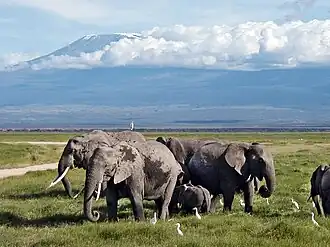 Слоны в национальном парке