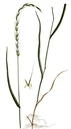 Ботаническая иллюстрация из Flora Danica