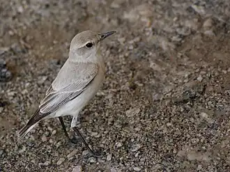 Равнинный скромный чекан (Emarginata tractrac)