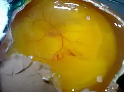 Яйцо с начавшим развиваться эмбрионом (72 часа)