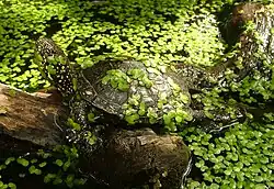 Молодая черепаха подвида Emys orbicularis galloitalica