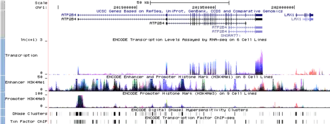 Изображение данных ENCODE в UCSC Genome Browser. Показаны несколько дорожек с информацией о регуляции экспрессии генов. Ген, расположенный слева (ATP2B4), экспрессируется во многих типах клеток. Ген, расположенный справа, экспрессируется только в нескольких типах клеток, в том числе, в эмбриональных стволовых клетках.