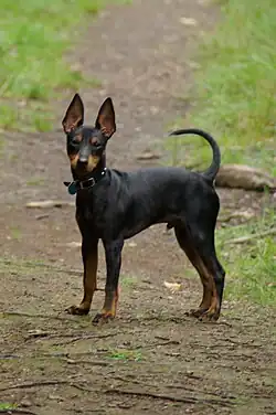 Английский той-терьер