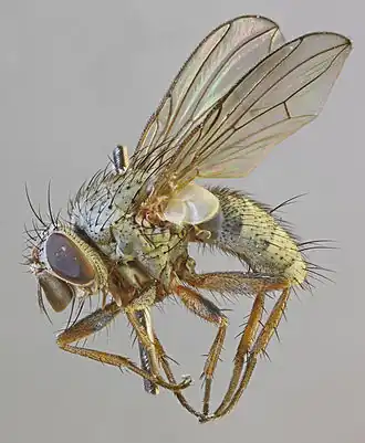 Entomophaga nigrohalterata