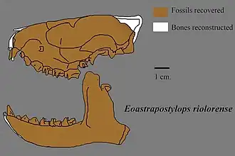 Реконструкция черепа