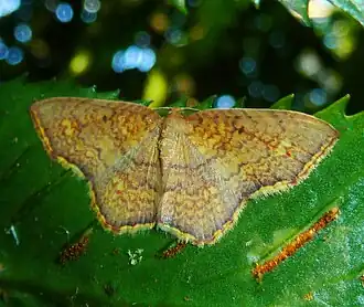 Eois grataria ab mediofusca