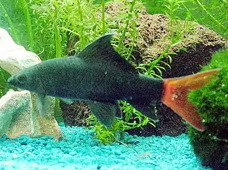 Двухцветный лабео (Epalzeorhynchos bicolor)