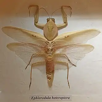 Ephierodula heteroptera