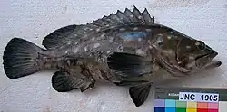 Epinephelus coeruleopunctatus