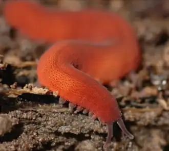 Epiperipatus biolleyi