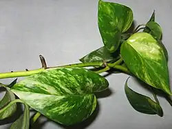 Придаточные корни