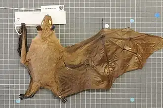 Музейный образец