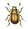 Epuraea limbata