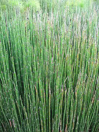 Хвощ зимующий