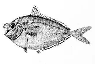 Такуанда (Secutor insidiator)