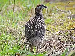 Кауаи, Гавайские острова