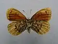 Erebia cassioides  нижняя ♀