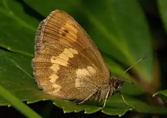 Erebia manto  нижняя ♀