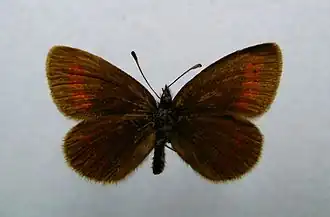 Erebia melampus