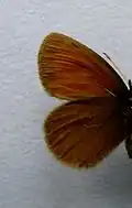 Erebia mnestra  нижняя
