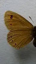 Erebia oeme  нижняя ♀