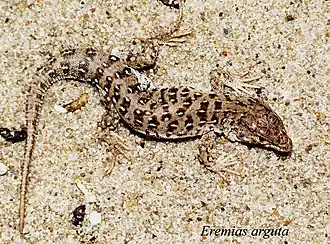 Самец западного подвида (Eremias arguta deserti)