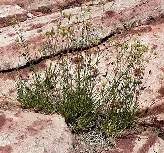 Пустынница мелкожелёзистая