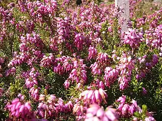Общий вид цветущего растения