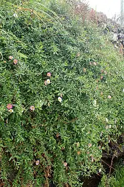 Поросшая каменистая кладка, Тенерифе, Канарские острова