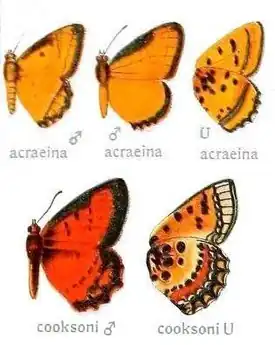 Erikssonia genus.jpg