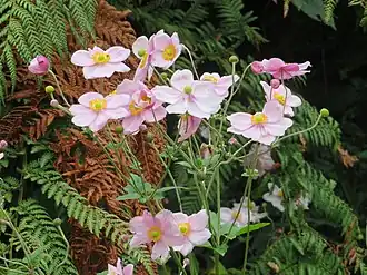 Эриокапителла хубейская